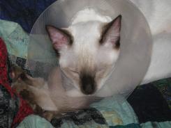 more kittens